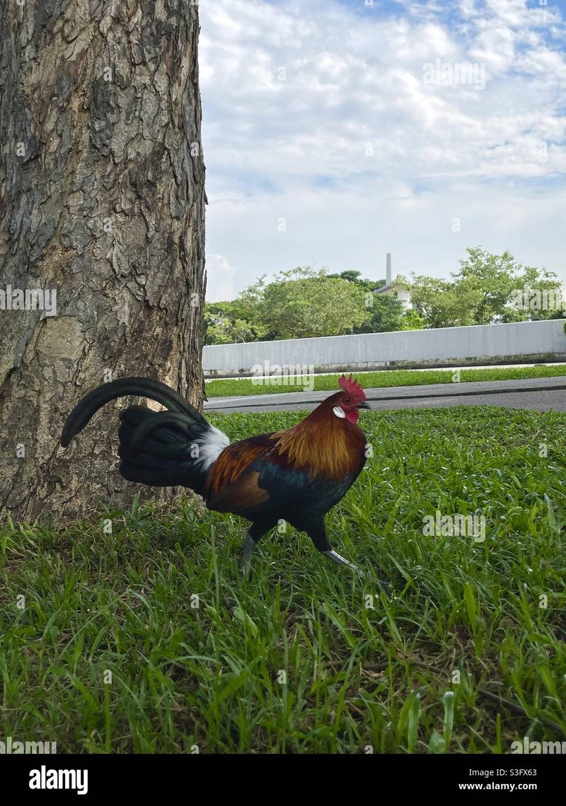 Juego chicken road in Spain