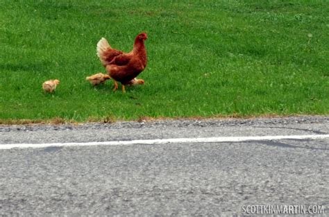 Descubre el Juego de Azar Más Emocionante en la Ruta del Pollo en España - overview
